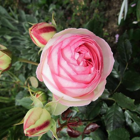 Be My Guest Bed & Breakfast New Plymouth Esterno foto