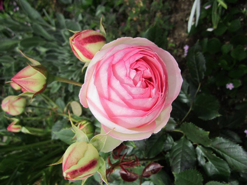 Be My Guest Bed & Breakfast New Plymouth Esterno foto
